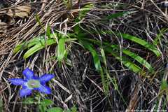 Gentiana kurroo